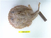 藏品(費氏棘茄魚)的圖片